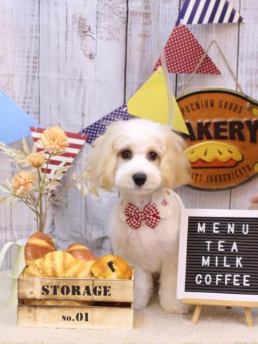 20240929あずきくん